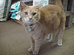 Ginger at Bosley's, courtesy of www.shopcats.com