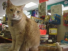 Ginger at Bosley's, courtesy of www.shopcats.com