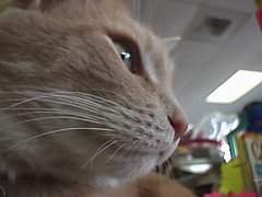 Ginger at Bosley's, courtesy of www.shopcats.com