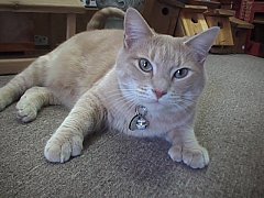 Ginger at Bosley's, courtesy of www.shopcats.com