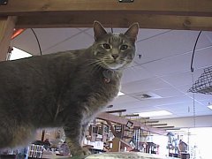 Smokey at Bosley's, courtesy of www.shopcats.com