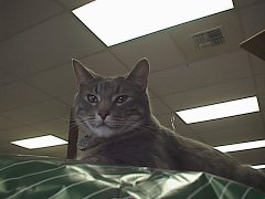 Smokey at Bosley's, courtesy of www.shopcats.com