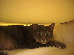 Smokey at Bosley's, courtesy of www.shopcats.com