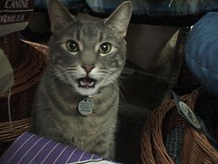 Smokey at Bosley's, courtesy of www.shopcats.com